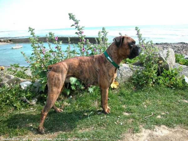 Photo de Boxer