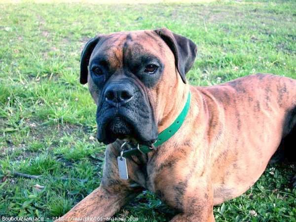 Photo de Boxer