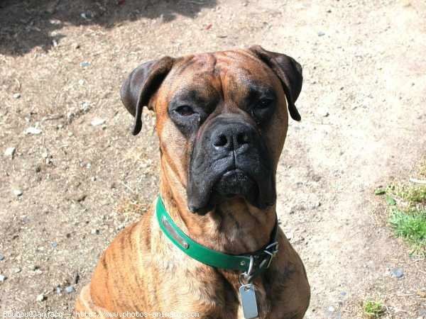 Photo de Boxer