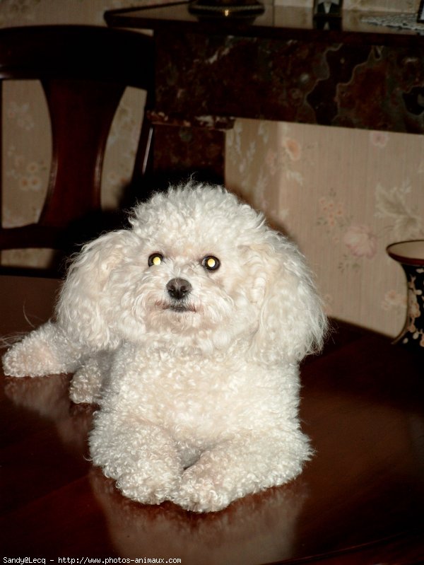 Photo de Bichon  poil fris