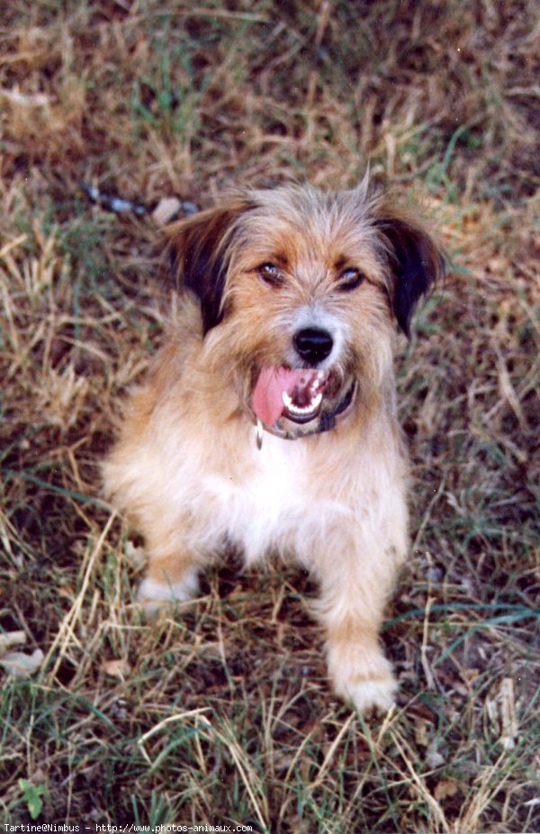 Photo de Chien de berger des pyrenes  poil long