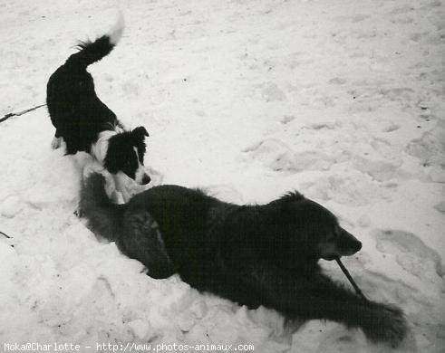 Photo de Border collie