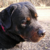 Photo de Rottweiler