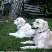 Photo de Golden retriever