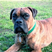 Photo de Boxer