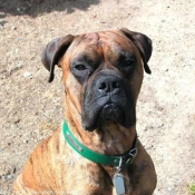 Photo de Boxer