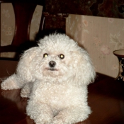 Photo de Bichon  poil fris