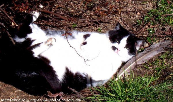 Photo de Chat domestique