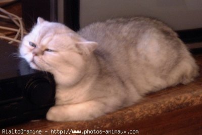 Photo d'Exotic shorthair