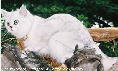 Photo d'Exotic shorthair