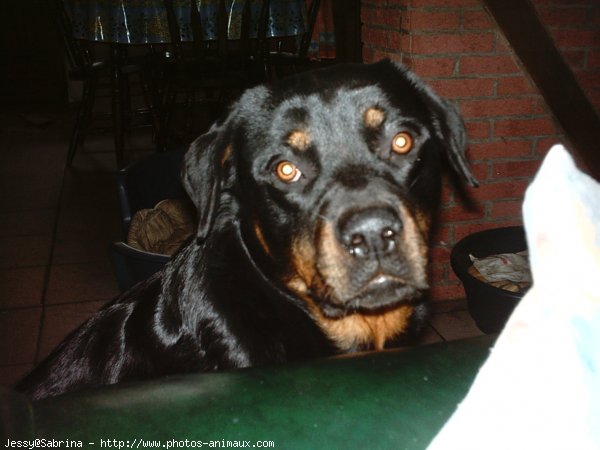 Photo de Rottweiler