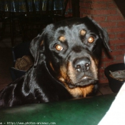 Photo de Rottweiler