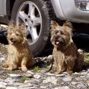 Photo de Cairn terrier