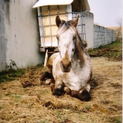 Photo d'Appaloosa