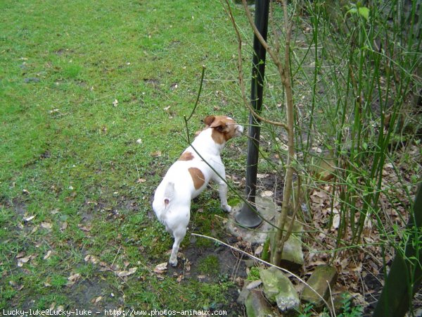 Photo de Jack russell terrier