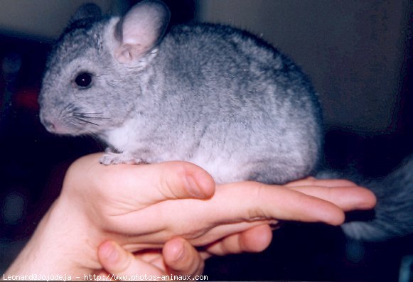 Photo de Chinchilla