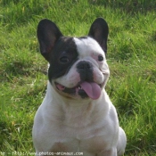 Photo de Bouledogue franais