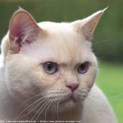 Photo de British shorthair