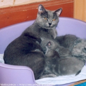 Photo de Chartreux