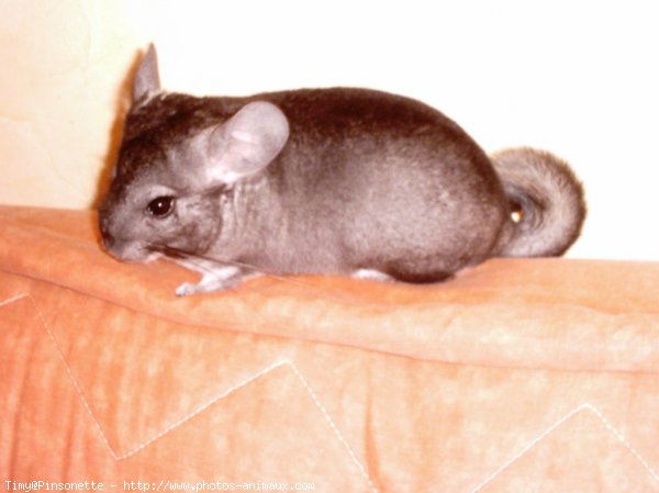 Photo de Chinchilla