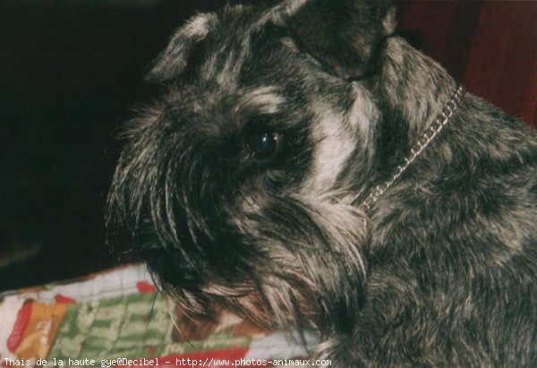 Photo de Schnauzer gant