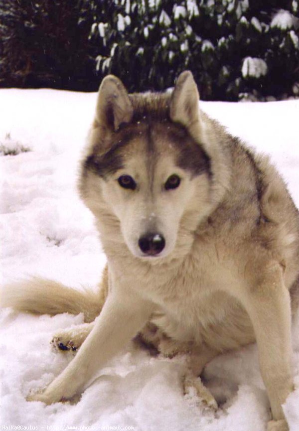 Photo de Husky siberien