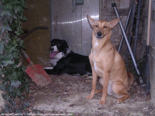 Photo de Races diffrentes