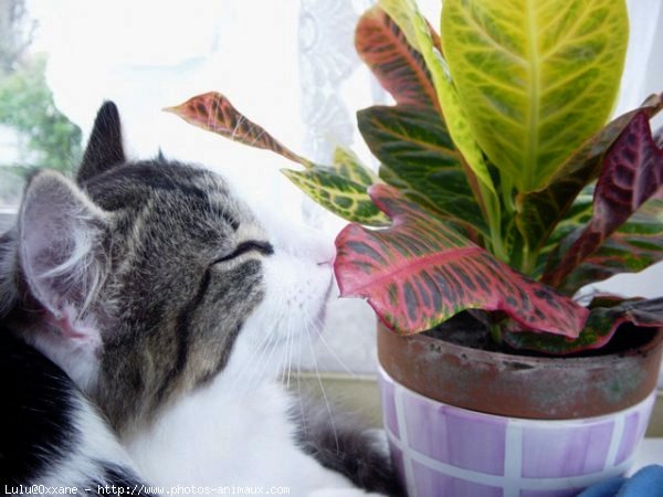 Photo de Chat domestique