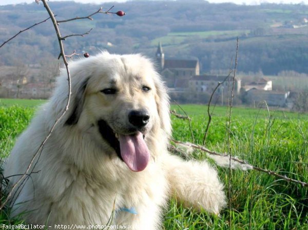 Photo de Chien de berger yougoslave de charplanina