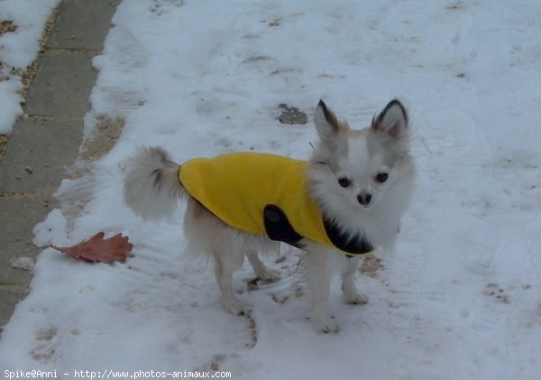 Photo de Chihuahua  poil court