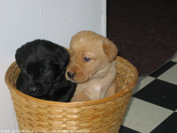 Photo de Labrador retriever