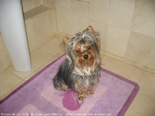 Photo de Yorkshire terrier