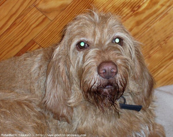 Photo de Griffon fauve de bretagne