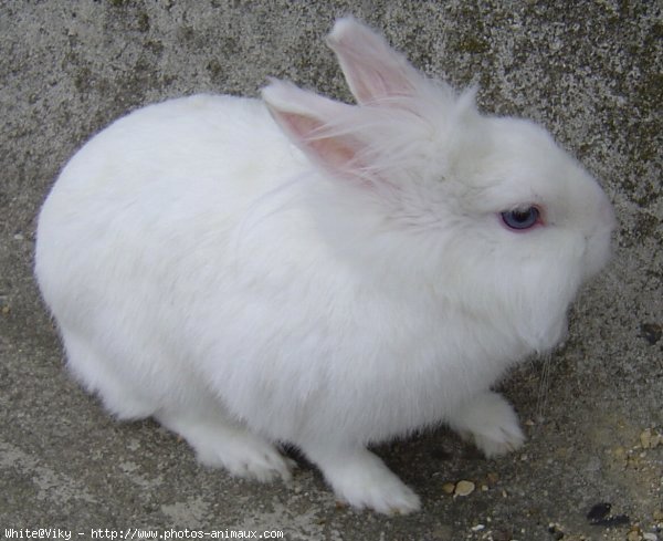 Photo de Lapin