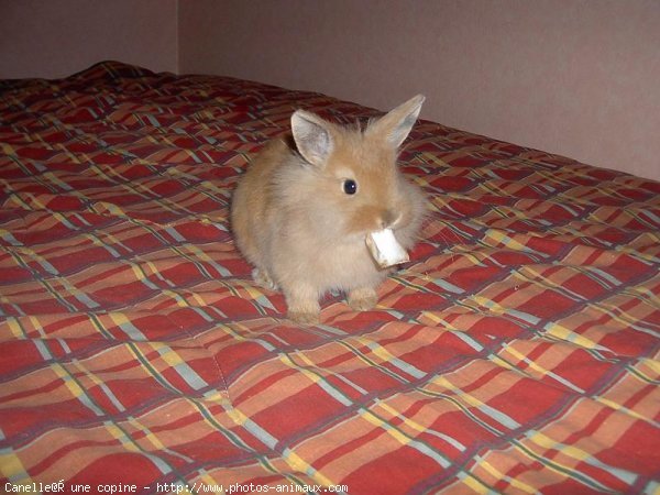 Photo de Lapin