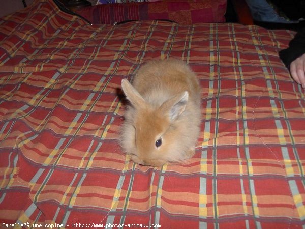 Photo de Lapin