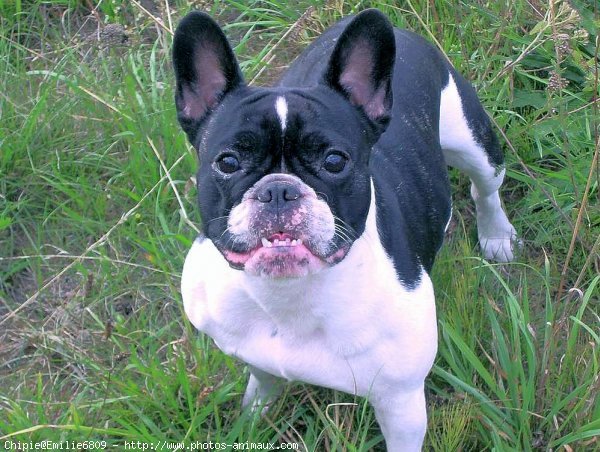 Photo de Bouledogue franais