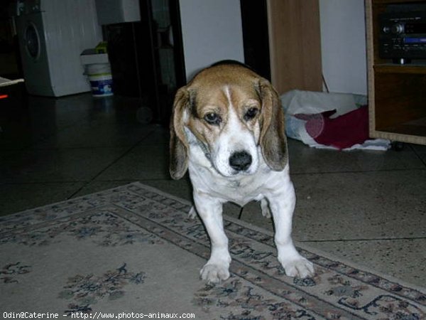 Photo de Beagle