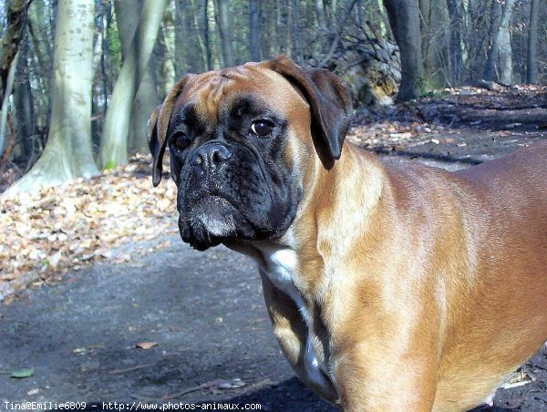 Photo de Boxer