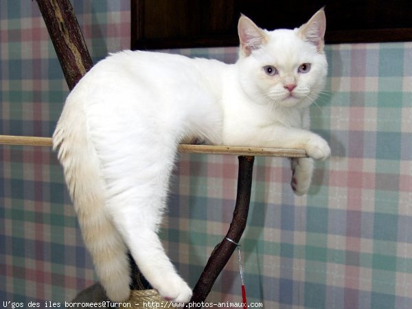 Photo de British shorthair