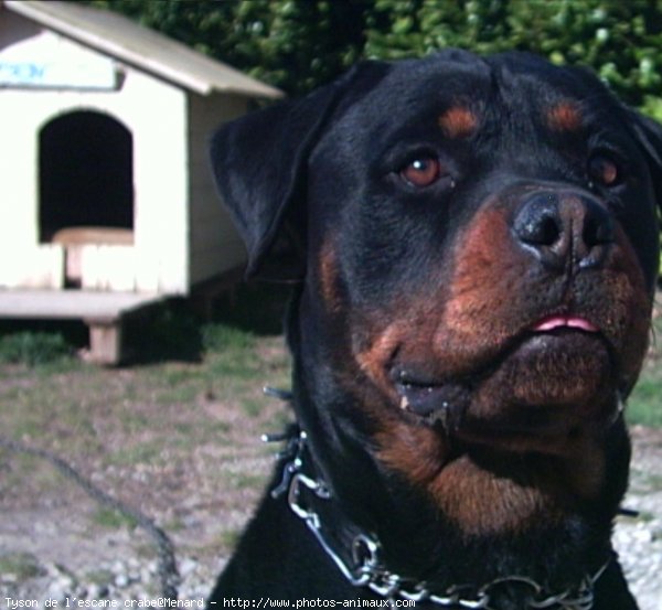 Photo de Rottweiler