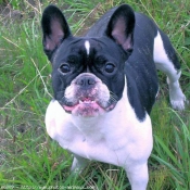 Photo de Bouledogue franais