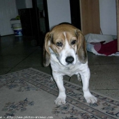 Photo de Beagle