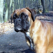 Photo de Boxer