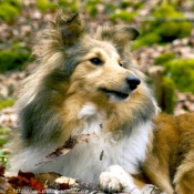 Photo de Chien de berger des shetland