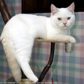 Photo de British shorthair