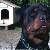 Photo de Rottweiler