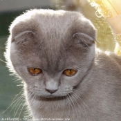 Photo de Scottish fold