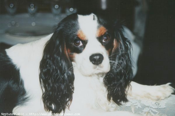 Photo de Cavalier king charles spaniel