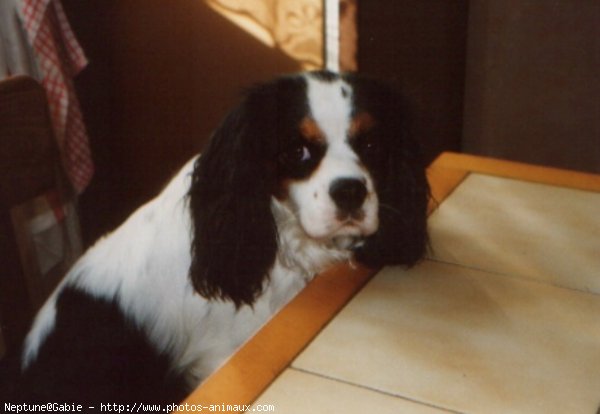 Photo de Cavalier king charles spaniel